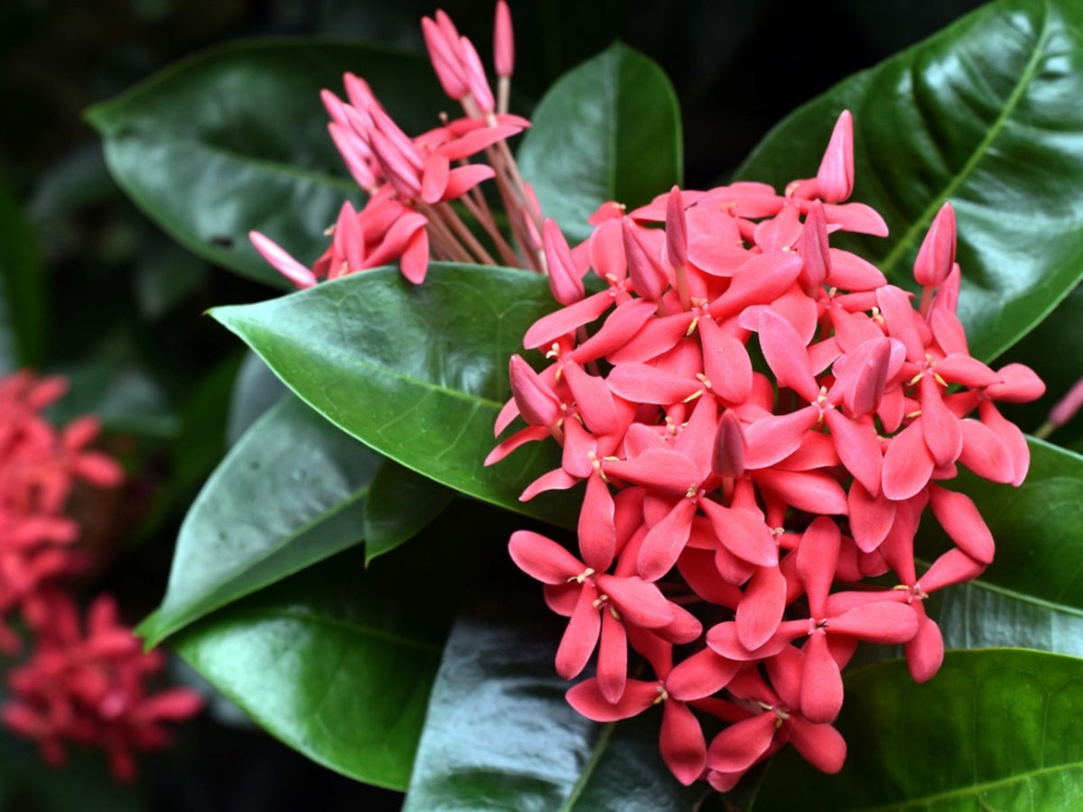 Bees Plant Hub Dwarf Ixora Pink All Time Flowering Live Plant