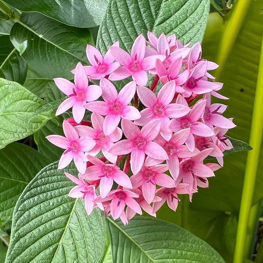 Bees Plant Hub Egyptian Star-Cluster (Pentas lanceolata) Flowering Live Plant