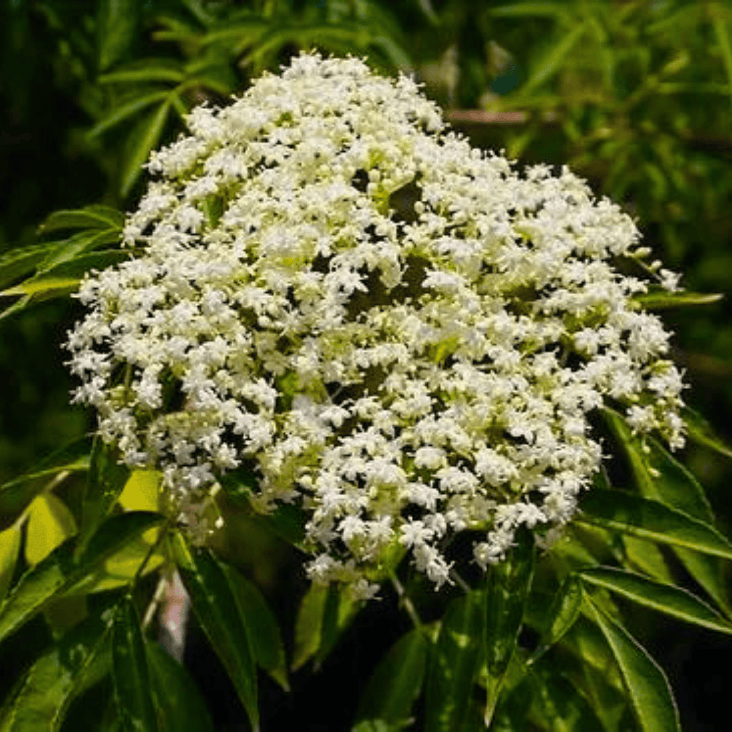 Elderberry (Sambucus nigra) Rare Fruit/Flowering Live Plant