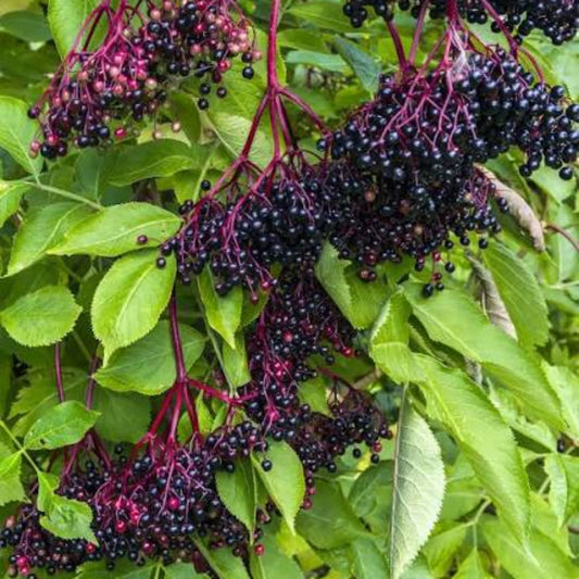 Bees Plant Hub Elderberry (Sambucus nigra) Rare Fruit/Flowering Live Plant