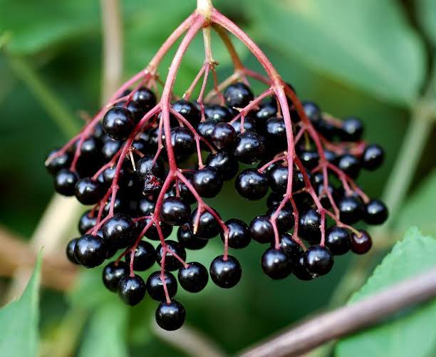 Bees Plant Hub Elderberry (Sambucus nigra) Rare Fruit/Flowering Live Plant