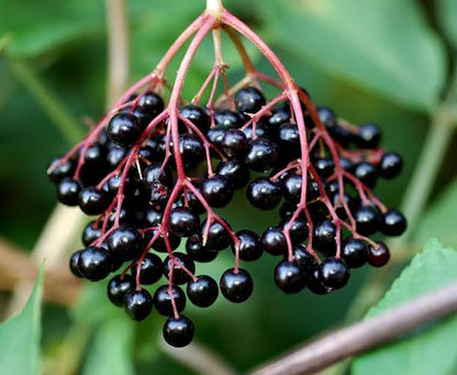 Bees Plant Hub Elderberry (Sambucus nigra) Rare Fruit/Flowering Live Plant