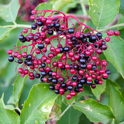 Bees Plant Hub Elderberry (Sambucus nigra) Rare Fruit/Flowering Live Plant