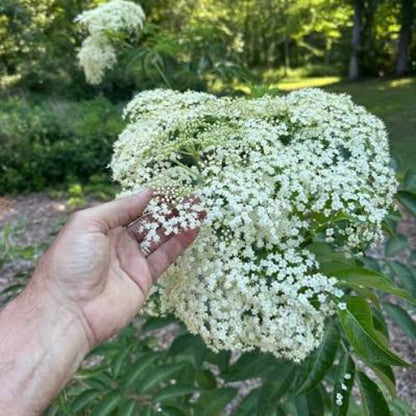 Bees Plant Hub Elderberry (Sambucus nigra) Rare Fruit/Flowering Live Plant