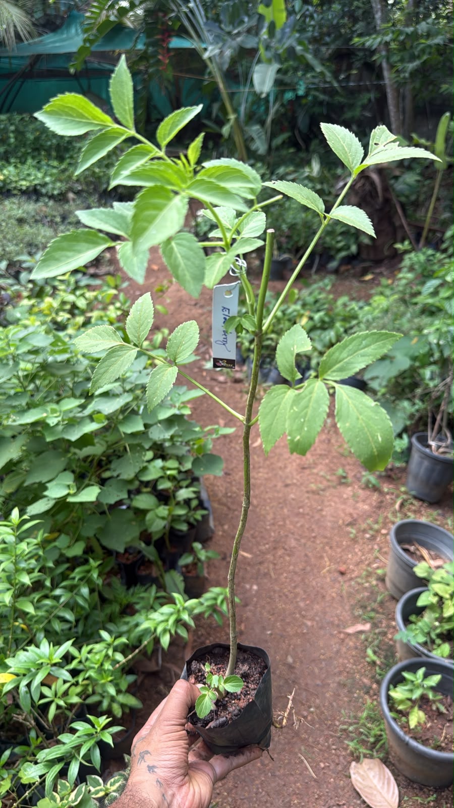 Bees Plant Hub Elderberry (Sambucus nigra) Rare Fruit/Flowering Live Plant