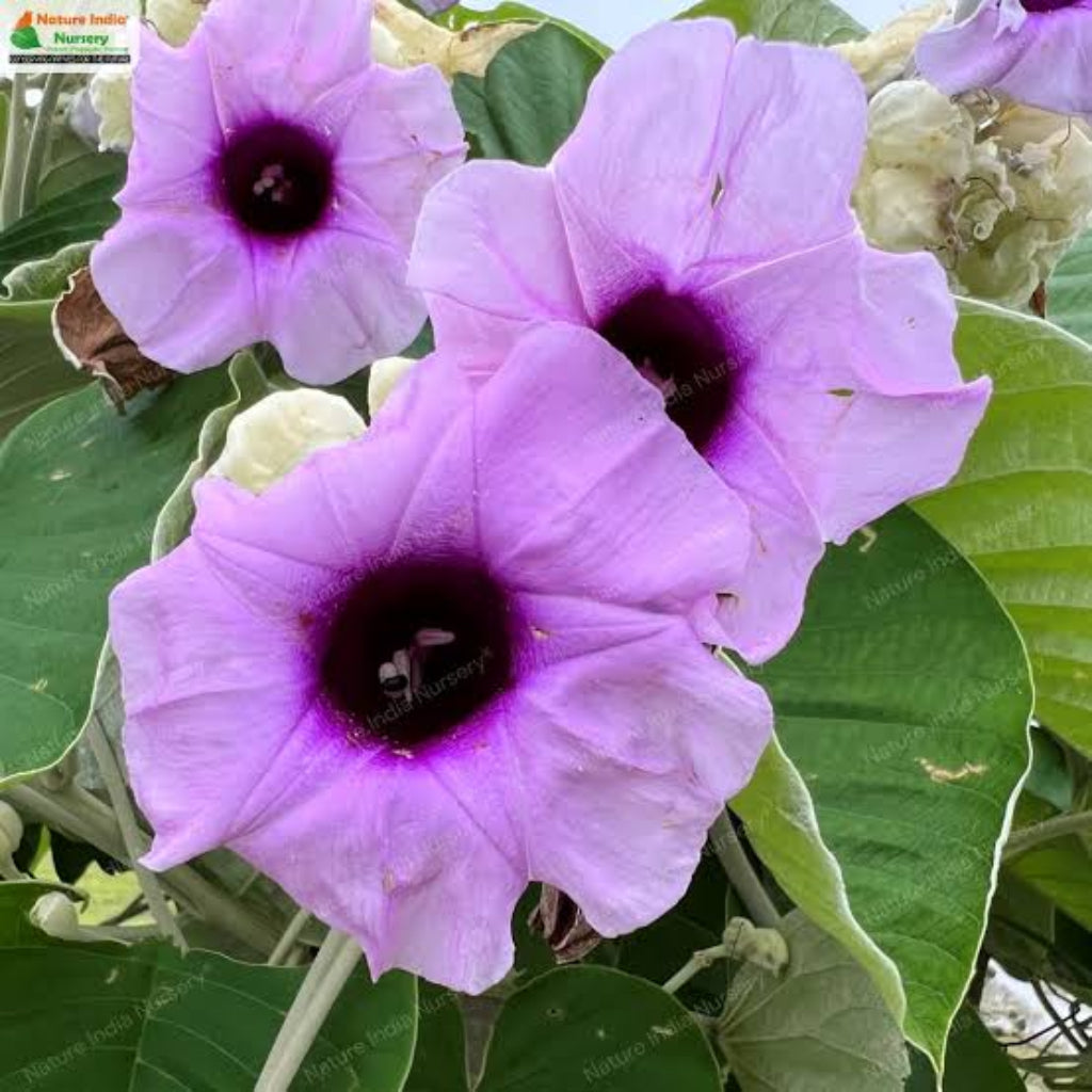 Bees Plant Hub Elephant Creeper (Argyreia Nervosa) Rare Flowering Live Plant