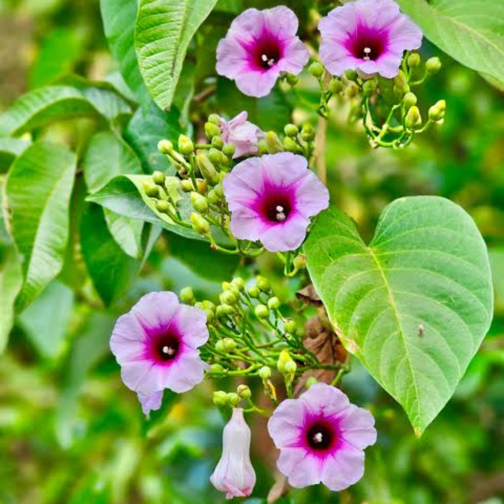Bees Plant Hub Elephant Creeper (Argyreia Nervosa) Rare Flowering Live Plant