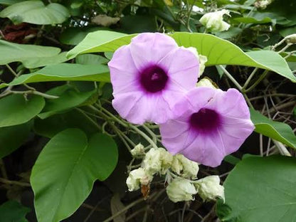 Bees Plant Hub Elephant Creeper (Argyreia Nervosa) Rare Flowering Live Plant
