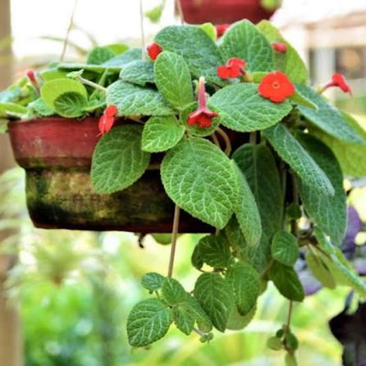 Bees Plant Hub Episcia Cupreata Red (Hanging) All Time Flowering Live Plant