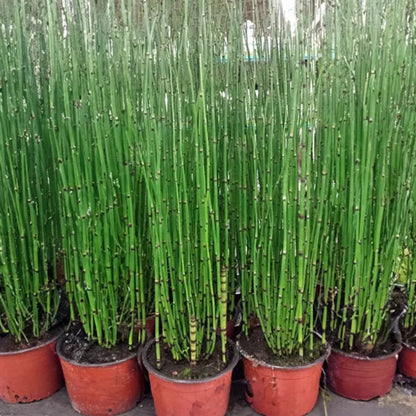 Bees Plant Hub Equisetum Horsetail Live Plant