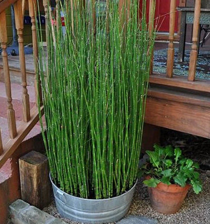 Bees Plant Hub Equisetum Horsetail Live Plant