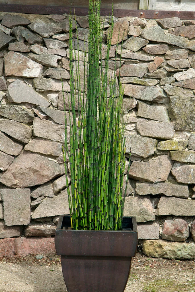 Bees Plant Hub Equisetum Horsetail Live Plant