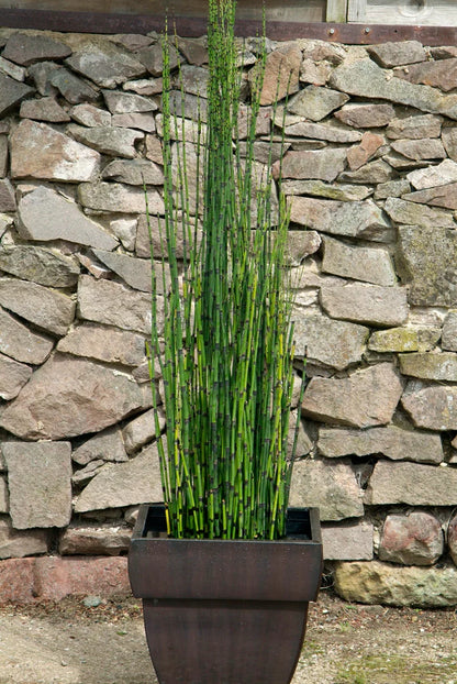 Bees Plant Hub Equisetum Horsetail Live Plant