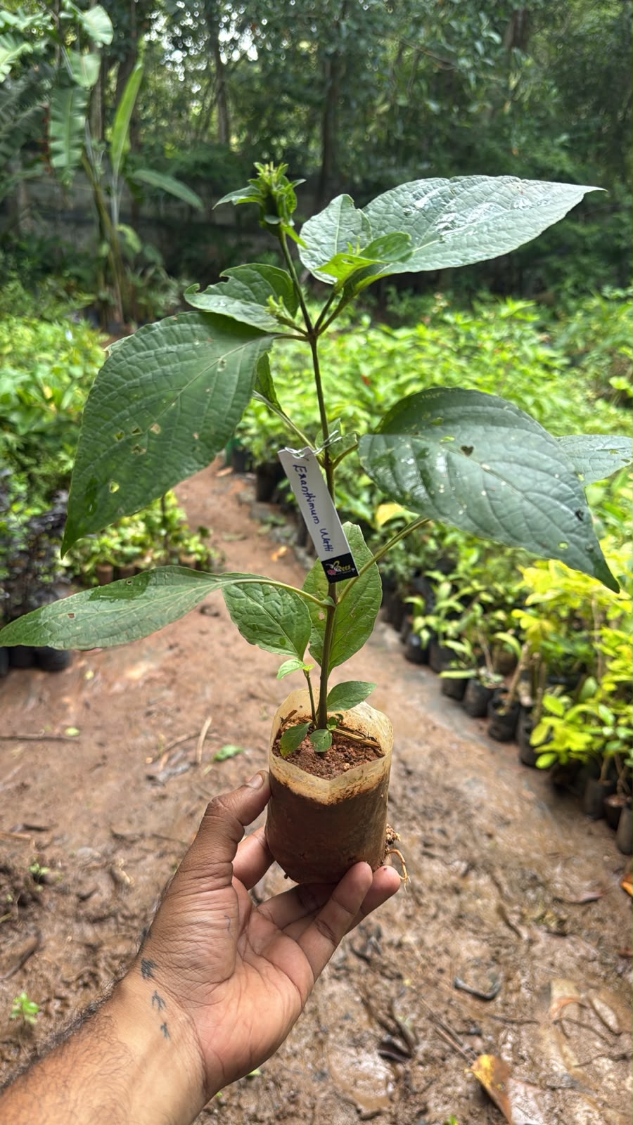 Bees Plant Hub Eranthemum Wattii Very Rare and Exotic Live Plant