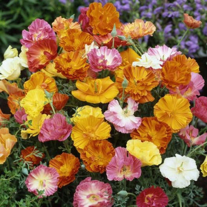 Eschscholzia California Poppy Seeds