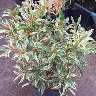 Eugenia Variegated Live Plant