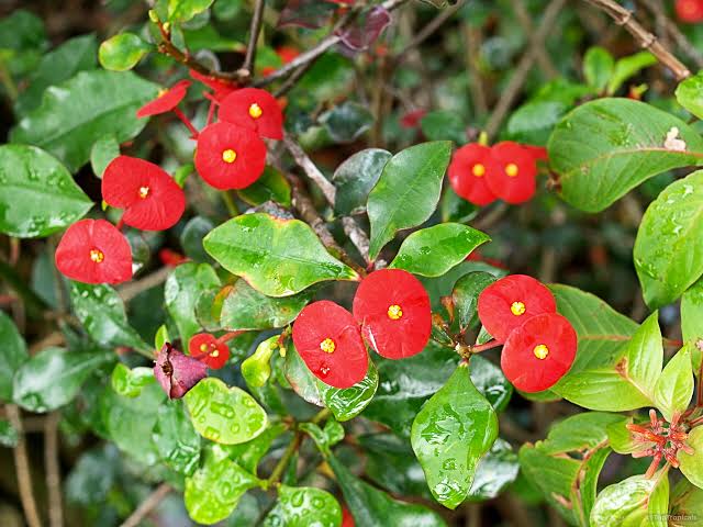 Bees Plant Hub Euphorbia Geroldii (Thornless Crown of Thorns) Flowering Live Plant
