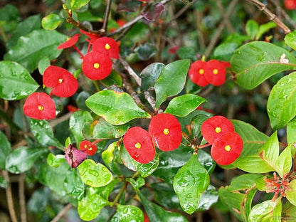Bees Plant Hub Euphorbia Geroldii (Thornless Crown of Thorns) Flowering Live Plant