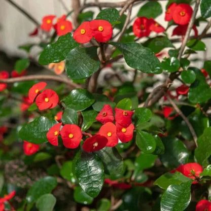 Bees Plant Hub Euphorbia Geroldii (Thornless Crown of Thorns) Flowering Live Plant
