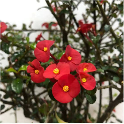 Bees Plant Hub Euphorbia Geroldii (Thornless Crown of Thorns) Flowering Live Plant