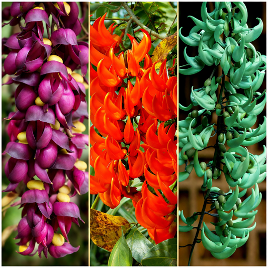 Purple Jade Vine  & Nema/Blue Jade Vine  & Red Jade Vine Combo Live Plants