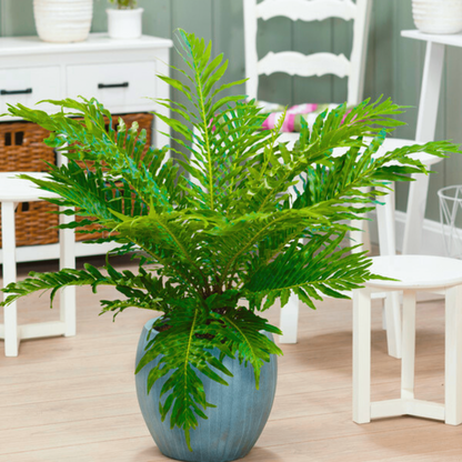 Bees Plant Hub Fern Tree (Cyatheales) Ornamental Live Plant