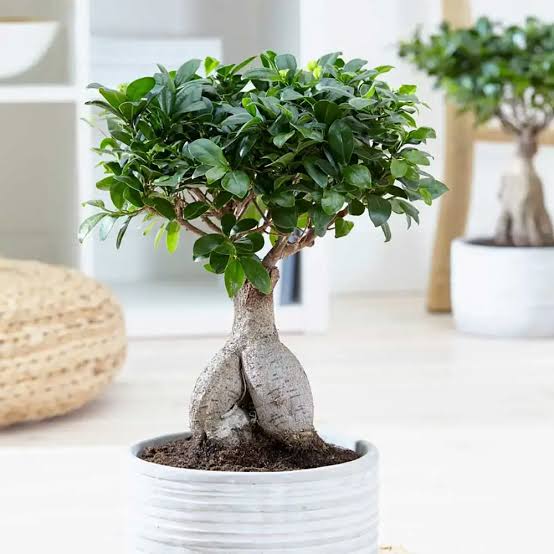Bees Plant Hub Ficus Microcarpa Ginseng Bonsai Indoor Live Plant