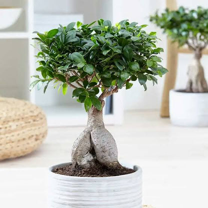 Bees Plant Hub Ficus Microcarpa Ginseng Bonsai Indoor Live Plant