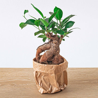 Bees Plant Hub Ficus Microcarpa Ginseng Bonsai Indoor Live Plant