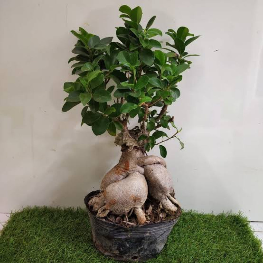 Bees Plant Hub Ficus Microcarpa Ginseng Bonsai Indoor Live Plant
