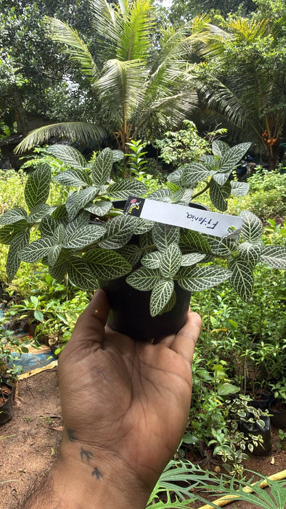 Bees Plant Hub White Fittonia - Nerve Indoor Live Plant