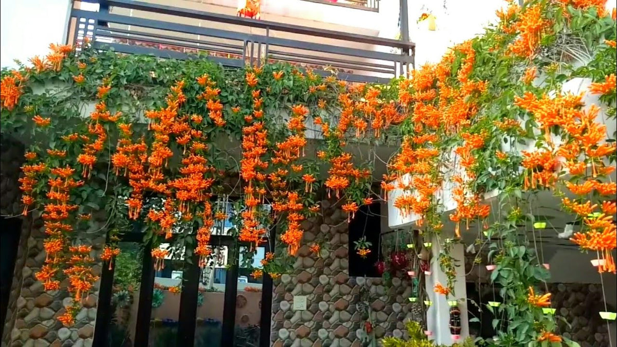 Bees Plant Hub Flaming Trumpet Vine (Pyrostegia Venusta) Creeper/Climber Flowering Live Plant