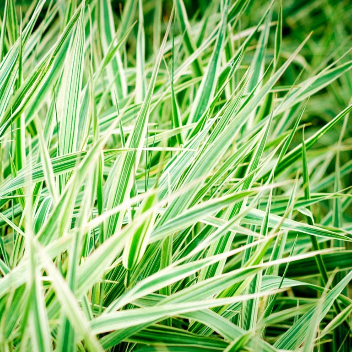 Bees Plant Hub Fountain Grass Variegated (Pennisetum setaceum) Ornamental Live Plant