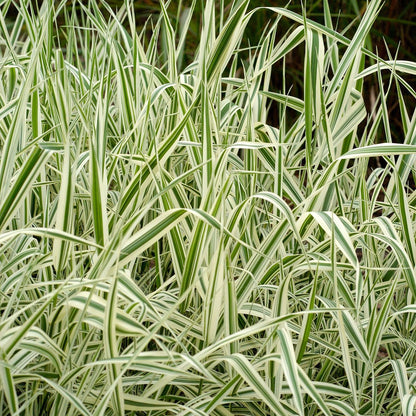 Bees Plant Hub Fountain Grass Variegated (Pennisetum setaceum) Ornamental Live Plant