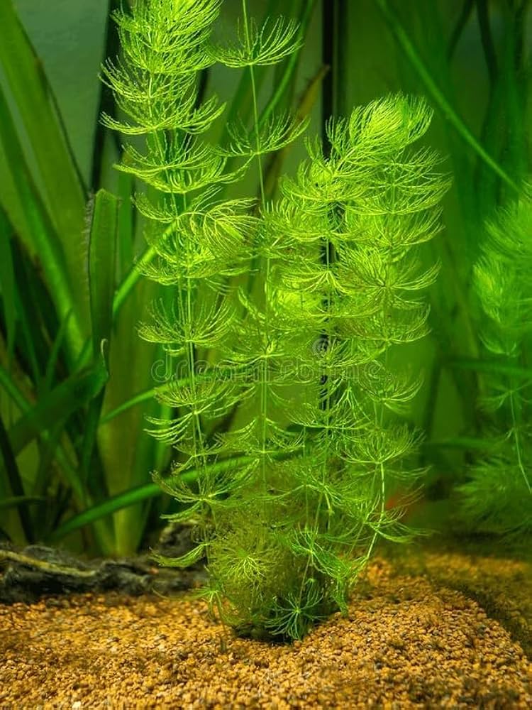 Bees Plant Hub Foxtail (Ceratophyllum demersum) Aquarium Live Plant