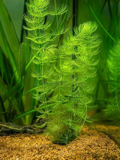 Bees Plant Hub Foxtail (Ceratophyllum demersum) Aquarium Live Plant