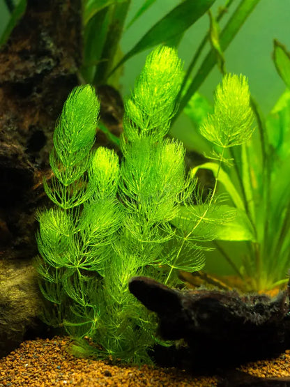 Bees Plant Hub Foxtail (Ceratophyllum demersum) Aquarium Live Plant