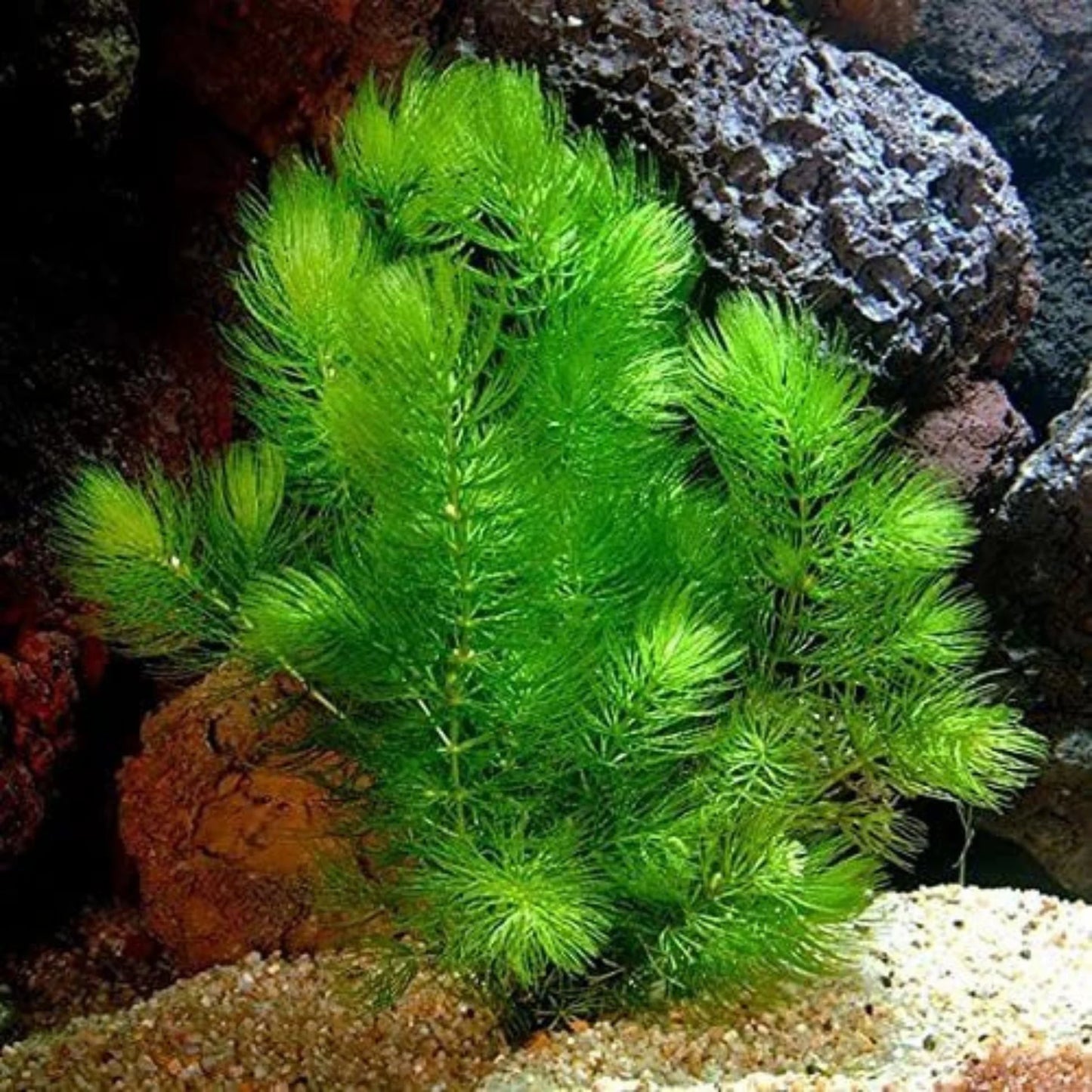 Bees Plant Hub Foxtail (Ceratophyllum demersum) Aquarium Live Plant