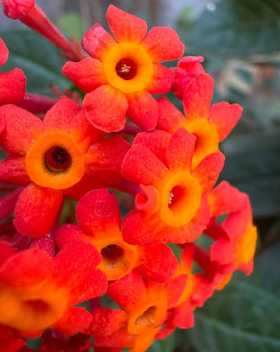 Bees Plant Hub Fragrant Panama Rose (Rondeletia odorata) Flowering Live Plant