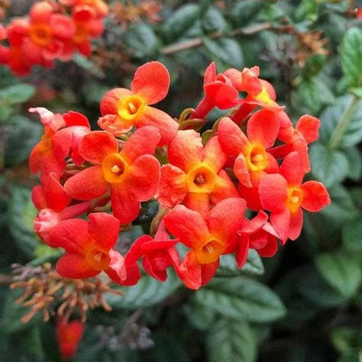 Bees Plant Hub Fragrant Panama Rose (Rondeletia odorata) Flowering Live Plant