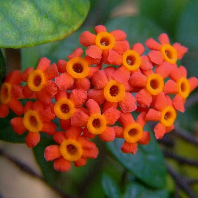 Bees Plant Hub Fragrant Panama Rose (Rondeletia odorata) Flowering Live Plant