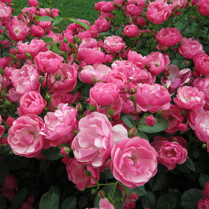 Fragrant Angela Climbing Rose Live Plant