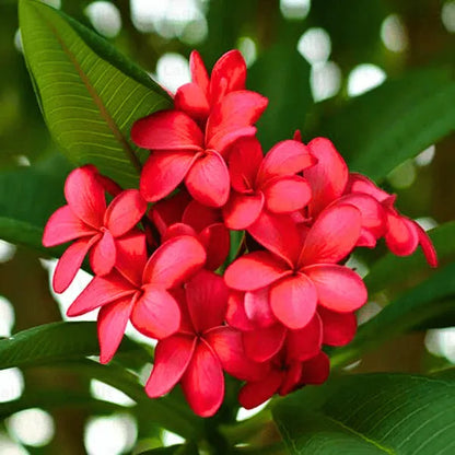 Bees Plant Hub Frangipani (Plumeria rubra) Red All Time Flowering Live Plant