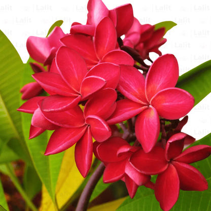 Bees Plant Hub Frangipani (Plumeria rubra) Red All Time Flowering Live Plant