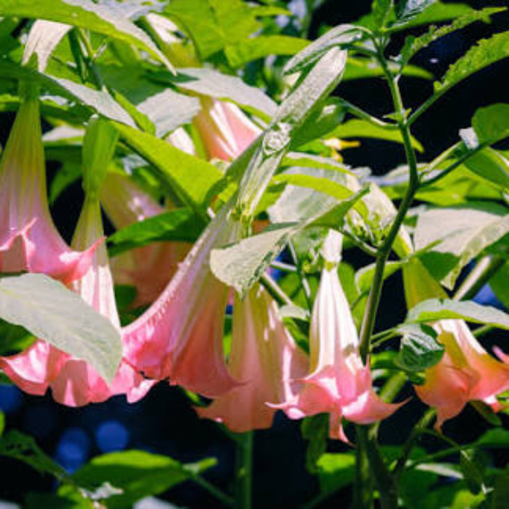 Bees Plant Hub Frosty Pink (Angel trumpet) Flowering Live Plant