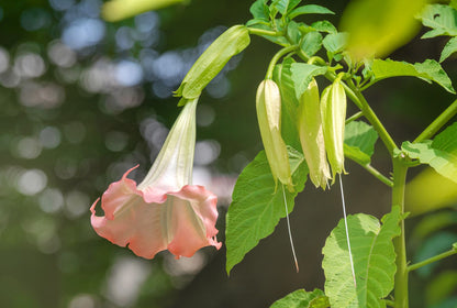 Bees Plant Hub Frosty Pink (Angel trumpet) Flowering Live Plant