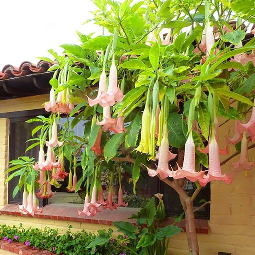 Bees Plant Hub Frosty Pink (Angel trumpet) Flowering Live Plant