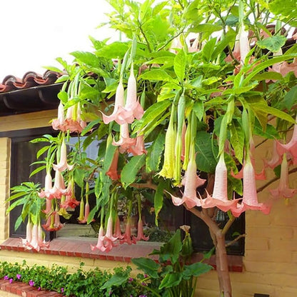 Bees Plant Hub Frosty Pink (Angel trumpet) Flowering Live Plant
