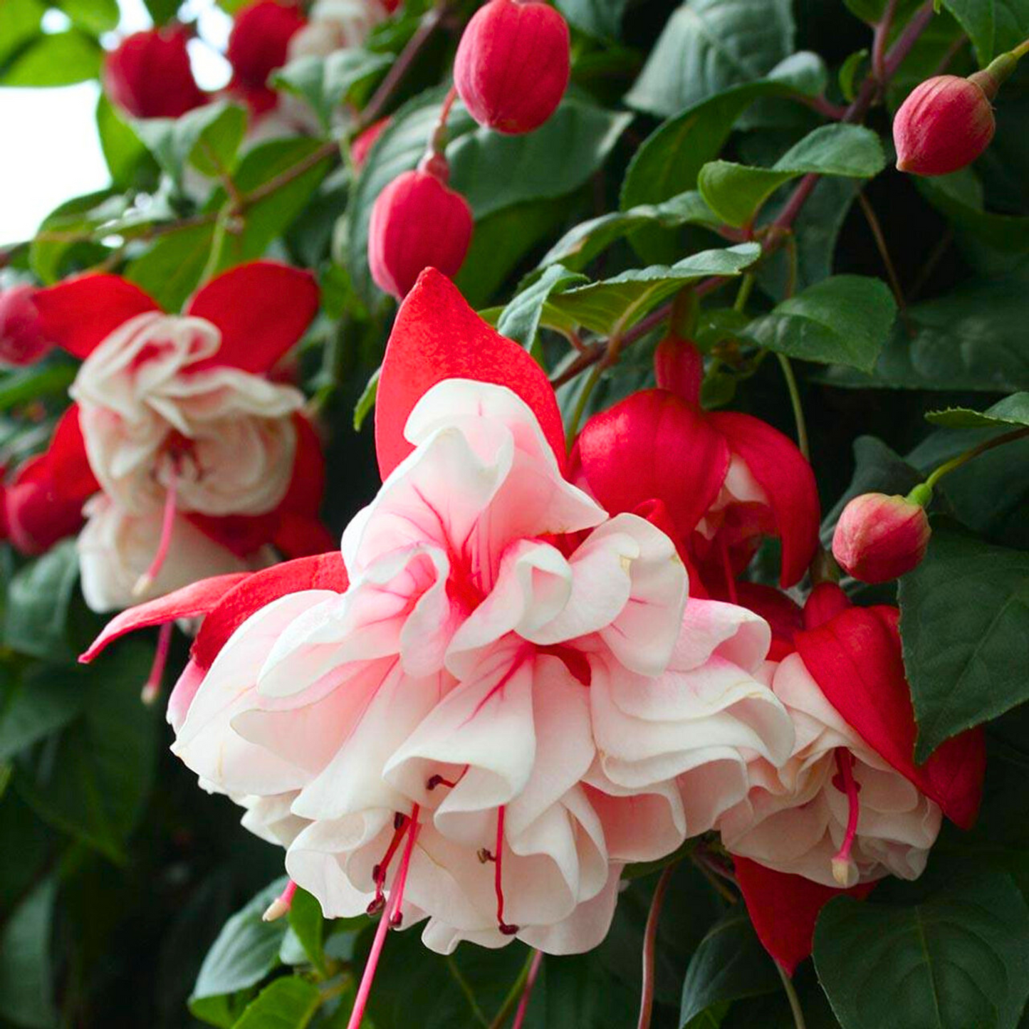 Fuchsia White (Fuchsia magellanica) Rare All Time Flowering Live Plant