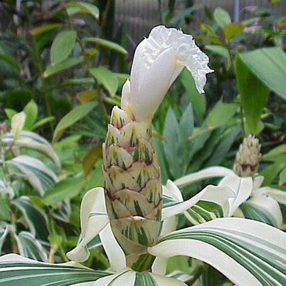 Costus Variegated with White Flowers Live Plant